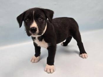 Tardigrade -  Labrador Retriever and Mixed Breed Dog for Adoption in Minneapolis, Minnesota - Tardigrade | PetCurious