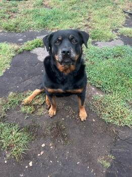 Rescue Rottweiler Dogs for Adoption in Polk, Ohio - Scrappy | PetCurious