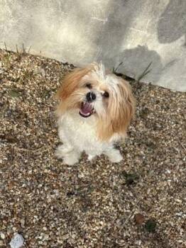 Butterball -  Shih Tzu and Mixed Breed Dog for Adoption in New Orleans, Louisiana - Butterball | PetCurious