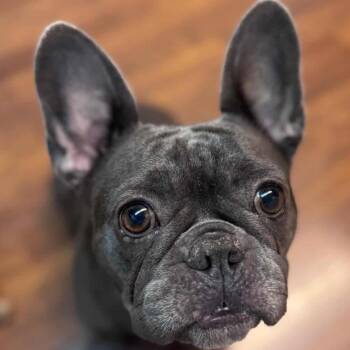 Rescue French Bulldog Dogs for Adoption in Whittier, California - Emery | PetCurious