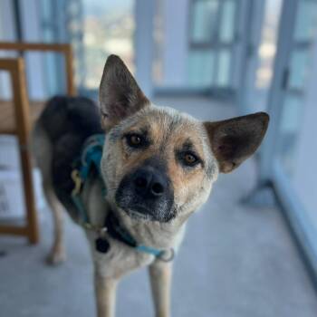 Shiloh -  Shepherd Dog for Adoption in Oakville, Ontario - Shiloh | PetCurious