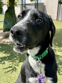Huck -  Mixed Breed Dog for Adoption in Wichita, Kansas - Huck | PetCurious