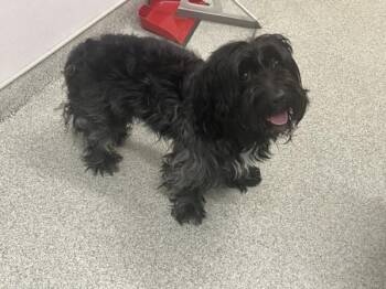 OREO -  Maltese and Poodle Dog for Adoption in Loveland, Colorado - OREO | PetCurious