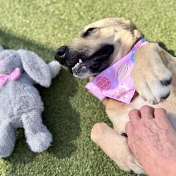 Mixed Breed Dogs Available for Adoption in Largo, Florida - Zella | PetCurious
