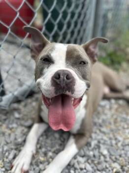 Fred (Tank) -  Pit Bull Terrier and Mixed Breed Dog for Adoption in New Orleans, Louisiana - Fred (Tank) | PetCurious