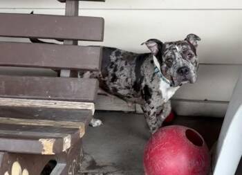 Bulldog Dogs Available for Adoption - Bumble | PetCurious