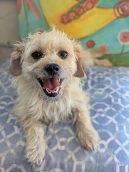Twinkie -  Terrier Dog for Adoption in Kingsburg, California - Twinkie | PetCurious