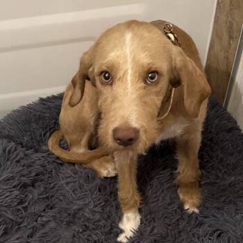 Rescue German Wirehaired Pointer and Airedale Terrier Dogs for Adoption in Phoenix, Arizona - Ollie | PetCurious