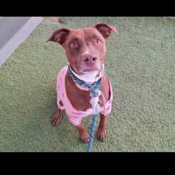 Pit Bull Terrier Dogs Available for Adoption - Raspberry Jam | PetCurious