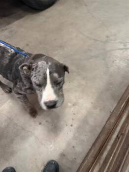 Mixed Breed Dogs Available for Adoption in Dallas, Texas - DALLAS | PetCurious