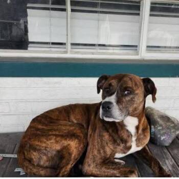Sampson Stray Hold 9/11 -  Mixed Breed Dog for Adoption in Huntington, West Virginia - Sampson Stray Hold 9/11 | PetCurious