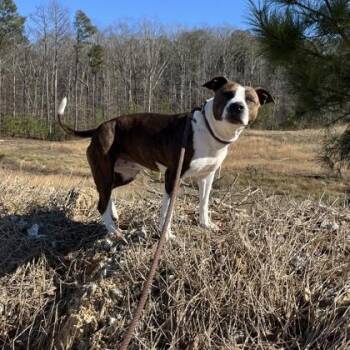 Pit Bull Terrier and Mixed Breed Dogs Available for Adoption - Marsala | PetCurious