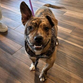 Cletus -  Pit Bull Terrier and French Bulldog Dog for Adoption in Reno, Nevada - Cletus | PetCurious