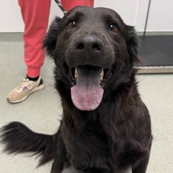 Romulus -  Black Labrador Retriever and Shepherd Dog for Adoption in Portland, Oregon - Romulus | PetCurious