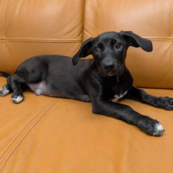Shepherd and Mixed Breed Dogs Available for Adoption in Parker, Colorado - 584 (2026) Bentley | PetCurious