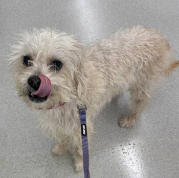 Terrier Dogs Available for Adoption in Minneapolis, Minnesota - Leo | PetCurious