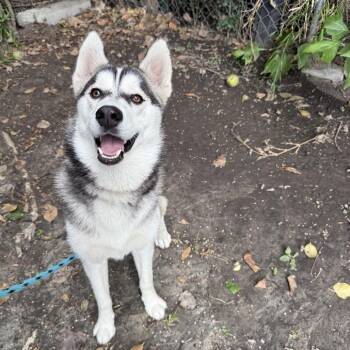 Ivy -  Husky Dog for Adoption in Long Beach, California - Ivy | PetCurious