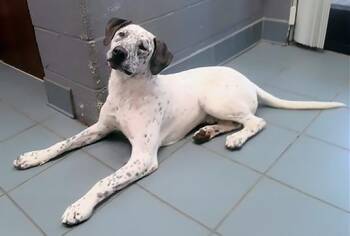 Casper -  Mixed Breed Dog for Adoption in Nashville, Tennessee - Casper | PetCurious