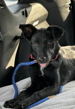 Rescue Flat Coated Retriever Dogs for Adoption in Dallas, Texas - Bailey | PetCurious