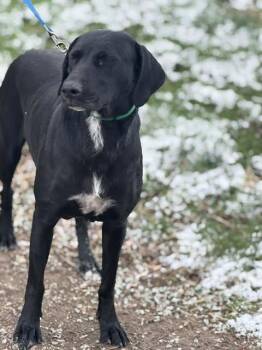 Labrador Retriever Dogs Available for Adoption - Mabel | PetCurious