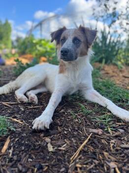 Rescue Border Collie and Shepherd Dogs for Adoption in Thomasville, Alabama - Winter | PetCurious