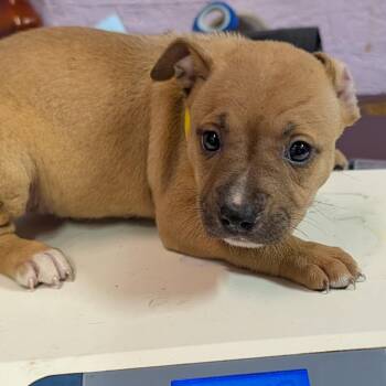Maple -  Mixed Breed Dog for Adoption in Jefferson City, Tennessee - Maple | PetCurious