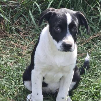Nesta -  Catahoula Leopard Dog and Pit Bull Terrier Dog for Adoption in Tylertown, Mississippi - Nesta | PetCurious