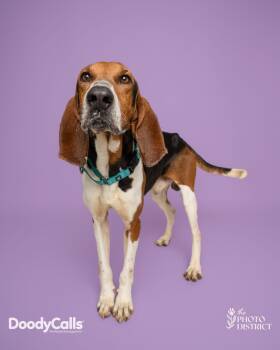 Coonhound and Hound Dogs Available for Adoption in Manhasset, New York - Rufus | PetCurious