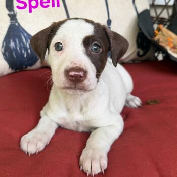 Spell -  American Staffordshire Terrier Dog for Adoption in Blairstown, New Jersey - Spell | PetCurious