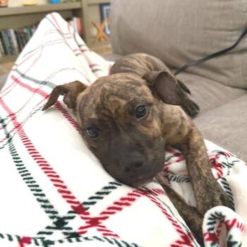 Mixed Breed Dogs Available for Adoption - Lucy | PetCurious