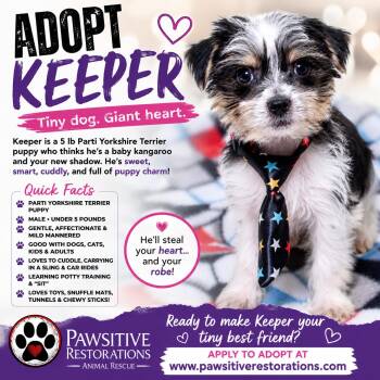 KEEPER -  Yorkshire Terrier Dog for Adoption in Foxfield, Colorado - KEEPER | PetCurious