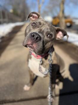 Mixed Breed Dogs Available for Adoption in Vassalboro, Maine - Brownie  | PetCurious