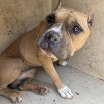 Brad Pit -  Pit Bull Terrier Dog for Adoption in Spring Hill, Kansas - Brad Pit | PetCurious
