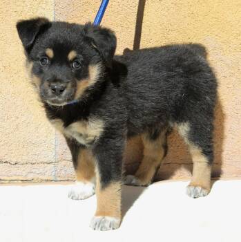 Australian Shepherd Dogs Available for Adoption - Chase  | PetCurious