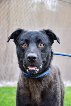 Labrador Retriever and Mixed Breed Dogs Available for Adoption in Yakima, Washington - Paul | PetCurious