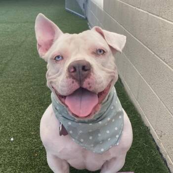 Gertie -  Pit Bull Terrier Dog for Adoption in Los Angeles, California - Gertie | PetCurious