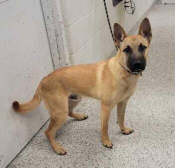 Blaze -  Shepherd and Mixed Breed Dog for Adoption in Kansas City, Missouri - Blaze | PetCurious