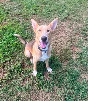 WYLIE -  Collie Dog for Adoption in Holbrook, New York - WYLIE | PetCurious