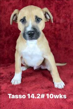 Pit Bull Terrier and Boxer Dogs Available for Adoption - Tasso *foster Needed* | PetCurious