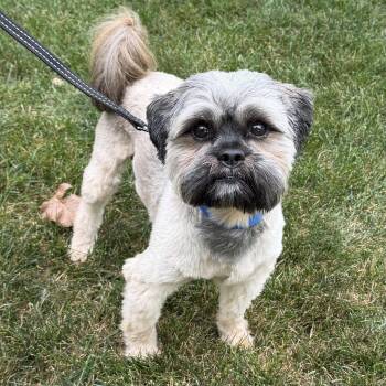 Kane -  Shih Tzu Dog for Adoption in Libertyville, Illinois - Kane | PetCurious