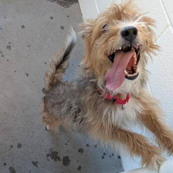 Fitzgerald -  Mixed Breed Dog for Adoption in Pittsburgh, Pennsylvania - Fitzgerald | PetCurious