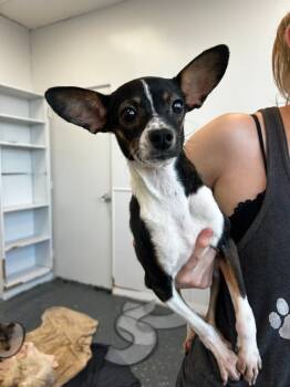 Rescue Mixed Breed Dogs for Adoption in Thousand Oaks, California - Teena | PetCurious