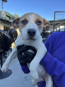 Rescue Pit Bull Terrier Dogs for Adoption in Woodland, California - *CRANBERRY | PetCurious