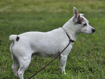 Leroy -  Jack Russell Terrier Dog for Adoption in Maynardville, Tennessee - Leroy | PetCurious