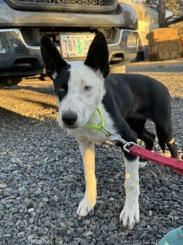 Rescue Border Collie Dogs for Adoption in Bend, Oregon - Moffit | PetCurious