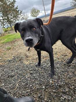 Rescue Labrador Retriever and Mixed Breed Dogs for Adoption in Casper, Wyoming - TOBY | PetCurious