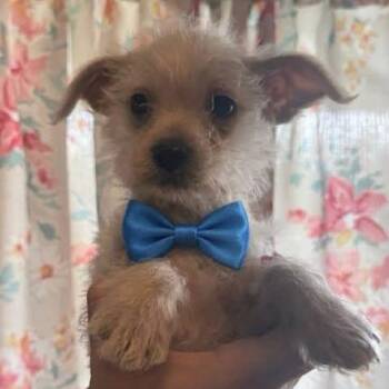 Yorkshire Terrier and Chihuahua Dogs Available for Adoption - Riot | PetCurious