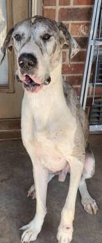 Harold -  Great Dane Dog for Adoption in Oklahoma City, Oklahoma - Harold | PetCurious