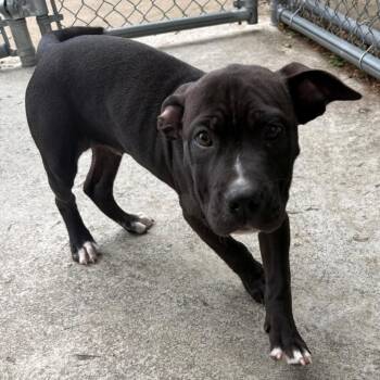 Meeko -  Mixed Breed Dog for Adoption in East Hanover, New Jersey - Meeko | PetCurious