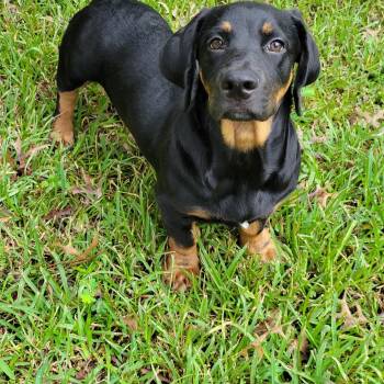 Boone -  Basset Hound Dog for Adoption in Fosters, Alabama - Boone | PetCurious